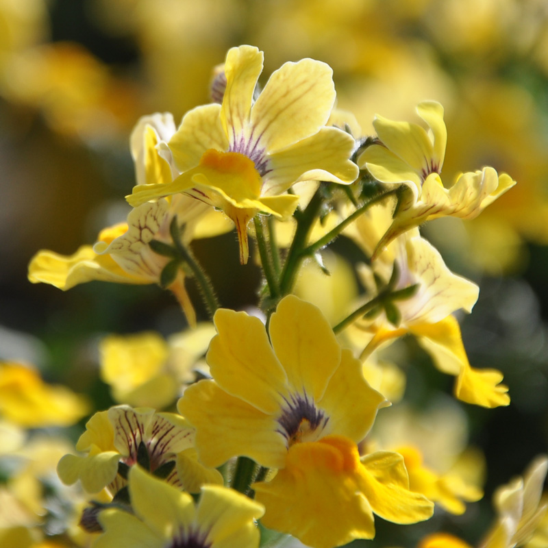 Nemesia hybride sunsatia